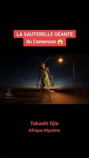 La sauterelle géante du Cameroun : témoignage de juillet 2020