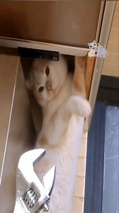 Funniest Cute Cats & Kittens Ever Compilation Ep (57) 😻😽🫶 | Cute Kittens