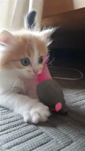 Cat chasing toy mouse 😁