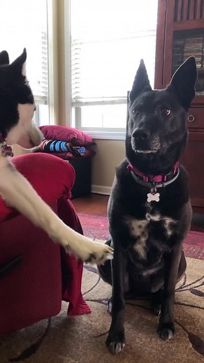 After lunch ... 😂 #husky #dogsoftiktok #dogs #dogburrito