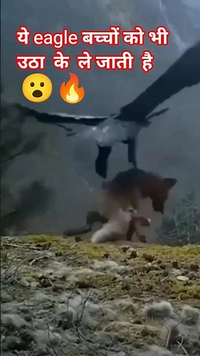Golden Eagle attacking and hunting skills 🔥#short #wildlife