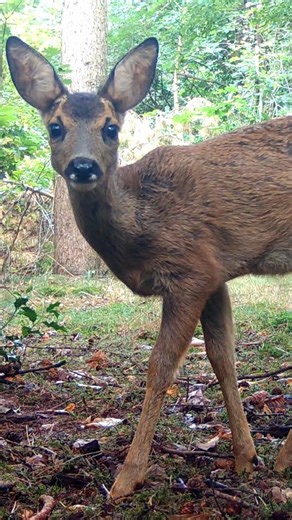 8K views · 6K reactions | Busy day in the woods  forest animals minding their own business. #nature #wildlife #animals #forest #deer #trailcam | Once Upon a Forest | Facebook