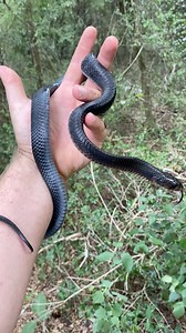 Released right where it belongs. Texas indigo snakes are powerful, intelligent, and completely non-aggressive—an apex predator that keeps ecosystems balanced 🐍 | Justin Doll