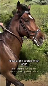 Spicy horse... #foryou #horse #spicy #spicyhorse #fypシ #thoroughbred #racing #sporthorse #goviral