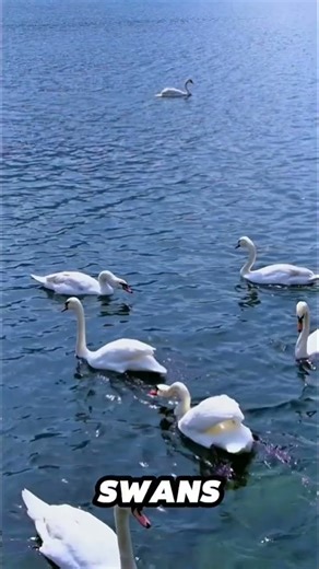 “Swan Facts You Won’t Believe 🦢✨”