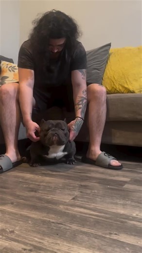 Understanding American Bully Breeds: Key Traits Explained