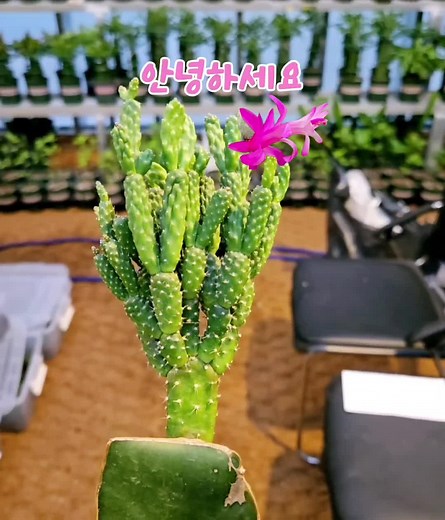 납작부채선인장 관리 및 특성
