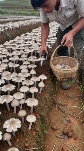 🍄🧺 Harvesting Fresh White Mushrooms with Knife in Farm