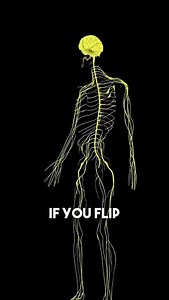 497 reactions · 164 shares | Your Central Nervous System Is The Tree Of Knowledge Of Good & Evil | Esoteric Teachings | Facebook