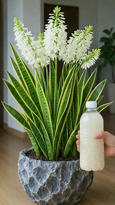 How to make your Sansevieria plant (snake plant) bloom using a natural liquid fertilizer | Nature's Tricks & Tips