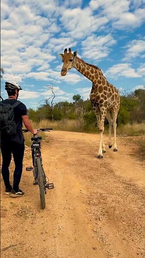 Man riding bike encounters a curios giraffe...
