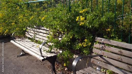 Bunch of flowers of Roldana petasitis, also known as the velvet groundsel or Californian geranium, evergreen subshrub. in Haifa, Israel. Yellow flowers behind a wooden bench.