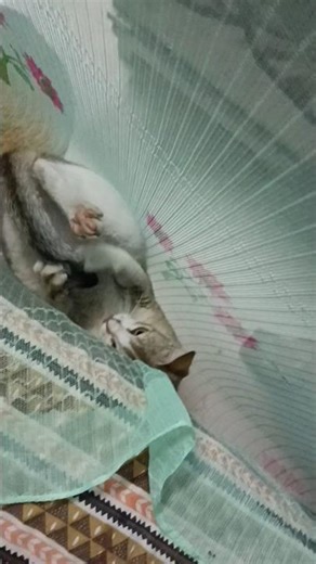 Cat stuck on mosquito net funny🤣🤣 #cat #funny #catvideo #cute #stuck #mosquitonets