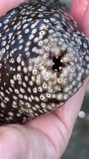 Did you know this about Sea Cucumbers?