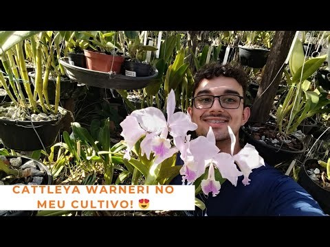 Cattleya warneri no meu cultivo! 🌸#cattleya #warneri#floracão