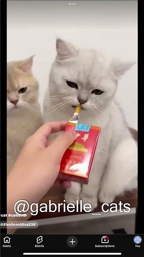 The Hub Of Clapped Cats (Compilation) #fyp #cats #cat #cutecat