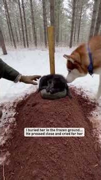 My buddy brought me a tiny wolf cub...#shorts