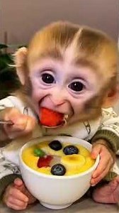 Cutest Baby Monkey Ever! 🐒 Smiling With a Jar of Fruits 🍌🍓🍎