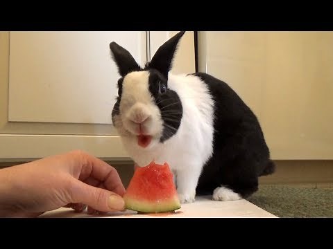 Rabbit eating watermelon ASMR!
