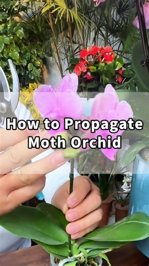 How to propagate moth orchid? 🌸 Don’t throw away trimmed orchid spikes—they can grow new plants! ✂️ Cut the spike into sections, keeping at least one healthy bud on each. 🧪 Soak in rooting solution for 5 minutes to boost success. 🌿 Lay the cuttings on damp sphagnum moss, spaced apart. 🧻 Roll them in a moist towel and place in a cut plastic bottle. 💧 Add rooting water—keep below one-third of the container height. 🌤️ Keep in a bright, airy spot (no direct sun). ⏳ In 50 days, watch roots and 