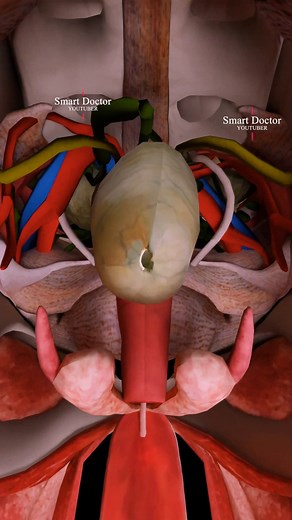 26K views · 301 reactions |  Poignées pour canal anal : une plongée en profondeur dans le gros intestin , . . . . . . . . . . #fblifestyle #santé #médecine #anatomie #santéfeminine #utérus #ovaires #systèmeReproducteur #gynécologie #physiologie #bienêtre #prévention #reproduction #santémentale #éducation #femmes #hormones #cycleMenstruel | Smart Doctor en Français | Facebook