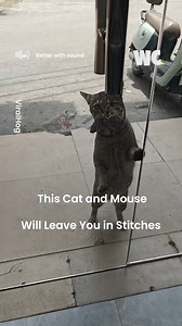 37K views · 159 reactions | Hilarious Cat vs Mouse Battle You Can’t Miss | Watercooler | Facebook