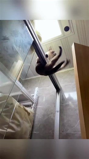 Derpy Cat Daily: Hilarious Big-Eyed Cat Moments