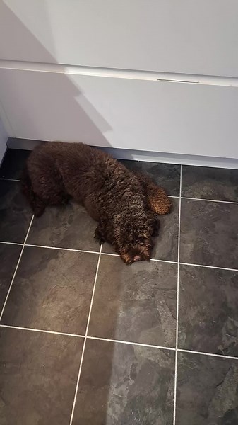 Jack the poo on TikTok