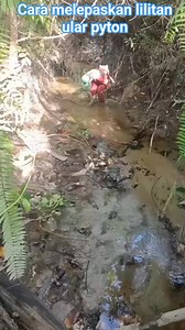 Cara melepaskan lilitan ular pyton bantu 10k pengikut #reels #fbpro #ular #hewan #satwa #binatang #jangkauan @sorotan | Lucas Oliver