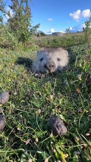 Adorable Wombat Compilation - Cute Animal Videos on TikTok