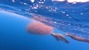 Watching a bait ball is a wondrous sight on our wilderness cruises. The tightly packed formation of pelagic fish appear to dance in unison as they try to avoid marine wildlife including seals, dolphins, whales and ocean birds who are foraging for food. Crew member Damo captured this amazing underwater footage of a bait ball swimming around and under our Tasman Island Cruises boat joined by some hungry seals. | Pennicott Wilderness Journeys