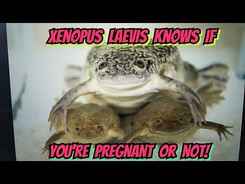 The African Clawed Frog, Why Are They Everywhere? Xenopus Water Frogs: The Living Pregnancy Test!