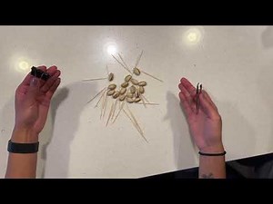 Natural Selection Bird Beak Lab Simulation