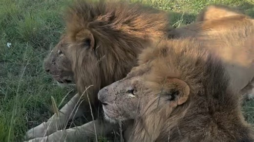 恩科约奈男孩萨宁哥和莫瓦纳，😍有一段时间没看见萨宁哥了想死我了