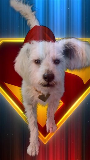 Faster than you can hit play. Superman has landed – now streaming. 📺: on HBO Max with Spectrum TV: https://bit.ly/479951h #SpectrumTV #Superman | Spectrum