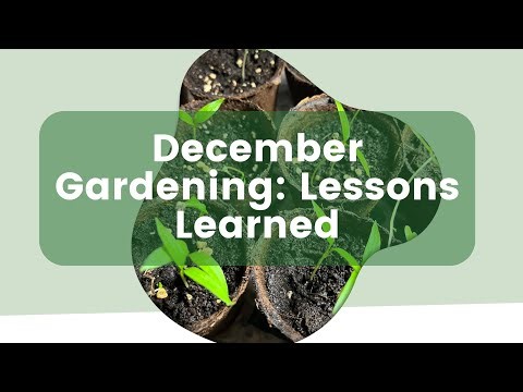 December Gardening: Lessons Learned, Planning & Practical Tips for Next Season