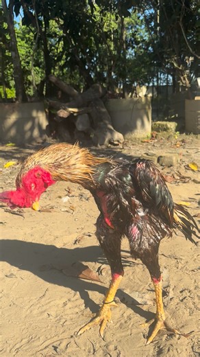 🤯🤯 | Java Aseel