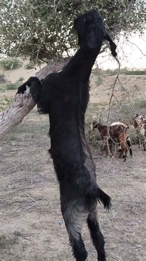 Tree-Climbing Goats Eating! #viralvideo #shortvideo#desertanimal #animals #animallife #goat