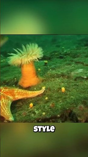 Sea Anemones: They Swim in DIFFERENT Styles?! 🏊‍♂️