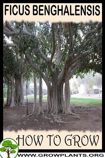 Ficus benghalensis - How to grow & care