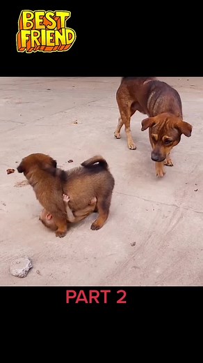 AnimalTimeTikTok on TikTok