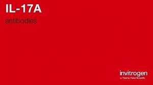Anti-IL-17A Antibodies | Invitrogen