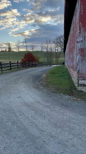Alessio, our 6 year old Maremma livestock guardian dog, leading the flock of ewes with Katy his handler, followed by Doll, Laura’s border collie, doing her weaving thing to get all the ewes in the barn this morning. | Kinderhook Farm