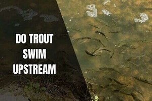 Do Trout Swim Upstream - Begin To Fish