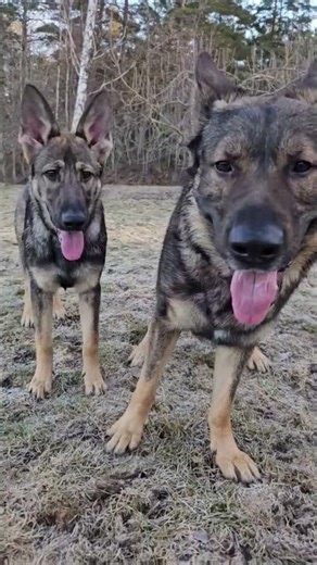 Även en schäfer är känslig för frosthalka.❄️❄️❄️