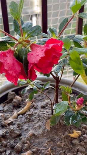 Beautiful Azalea 🌺 plant repotting #plants #houseplants #garden #gardening