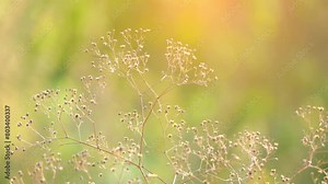 Gypsophila paniculata, baby's breath, common gypsophila or panicled baby's-breath, is flowering plant in family Caryophyllaceae, native to central and eastern Europe.