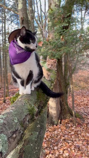 Jack Spicer on Instagram: "Meowdy purrtners. Jack Spicer and the Montysaurus bridge inspection 🧐 including Monty’s first time getting down from the bridge on his own 🦖 Extended cut 🧐 If you’re a fan of Jack Spicer’s kitty cat cowboy content please consider subscribing or joining his Patreon linked in bio 😊 everything helps ❤️ #cat #cats #catlover #catsofinstagram #catlovers cats_of_instagram kittycat tuxedocat kitty catlife"