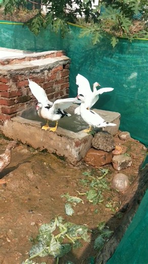 Muscovy duck farming in Indian village #ducklingspro #duckfarmer #bird #duck #duckfarm #whattheduck