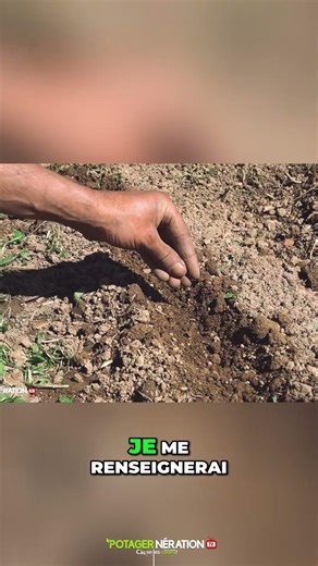 🌱 Sowing lentils in the vegetable garden: easy and surprising! 😲